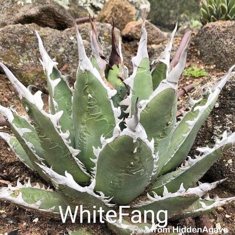 ①アガベ ホワイトファング Hidden agave オテロイ パープソラム Agave purpusorum 『White Fang』 -2 | PLANTISTIC!