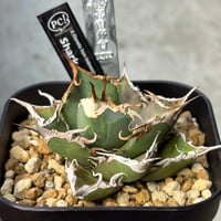 Agave titanota 『 White Hawk 』 -1 | PLANTISTIC!