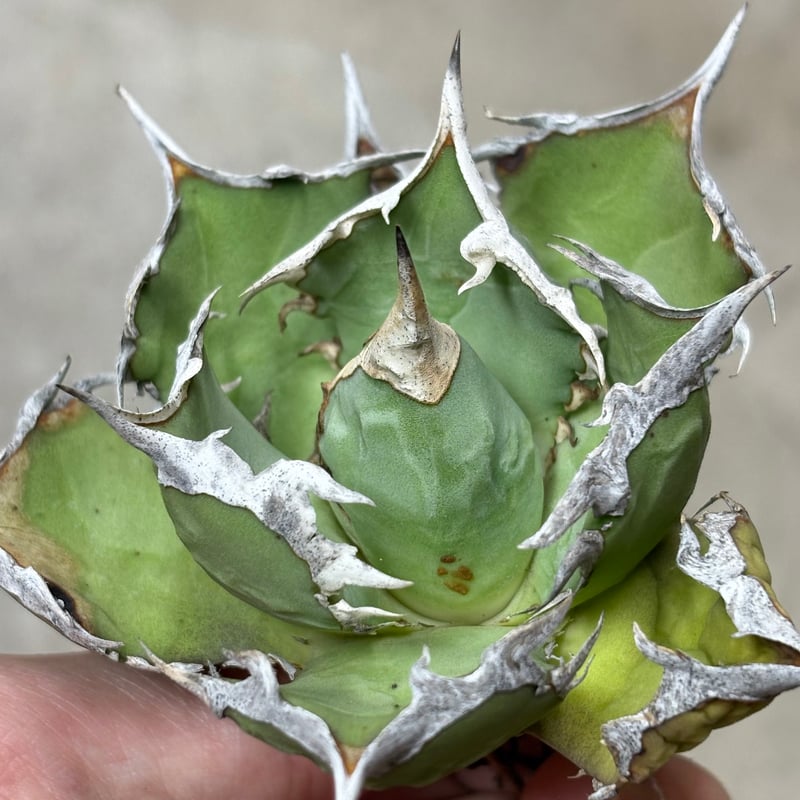 アガベ チタノタ ホワイトホーク親株 White Hawk アガベ チタノタ ホワイトホーク親株 White Hawk