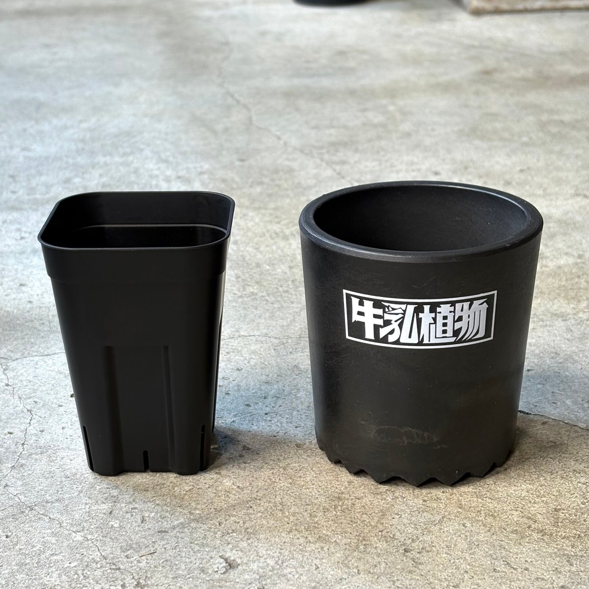 牛乳植物milkpot CUP10 | PLANTISTIC!