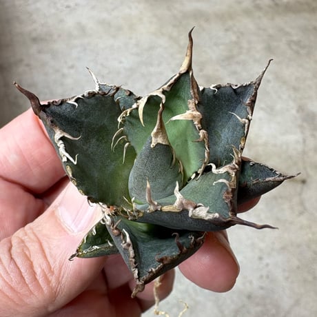 アガベ・チタノタ【シャークソウイ】 〝仙台PLANTISTIC！産〟 アガベ・チタノタ【シャークソウイ】 〝仙台PLANTISTIC！産〟 チタノタ