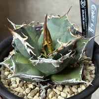 アガベ ホワイトホーク プレステラ90 プレステラ90型ホワイト10個セット 実生 種蒔き コーデックス