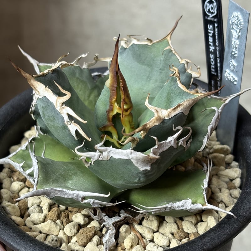 Agave titanota 『Shark soui -S.S.P. -2』 | PLANTI