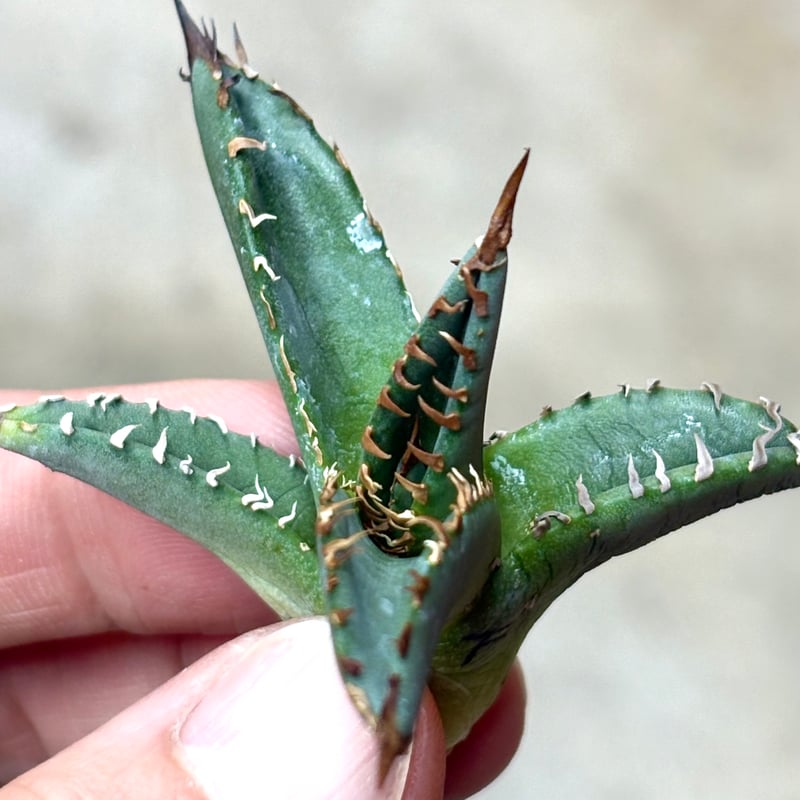 Agave purpusorum 『White Fang』 -3 | PLANTISTIC!