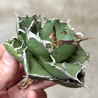 Agave titanota 『 White Hawk 』 -1 | PLANTISTIC!