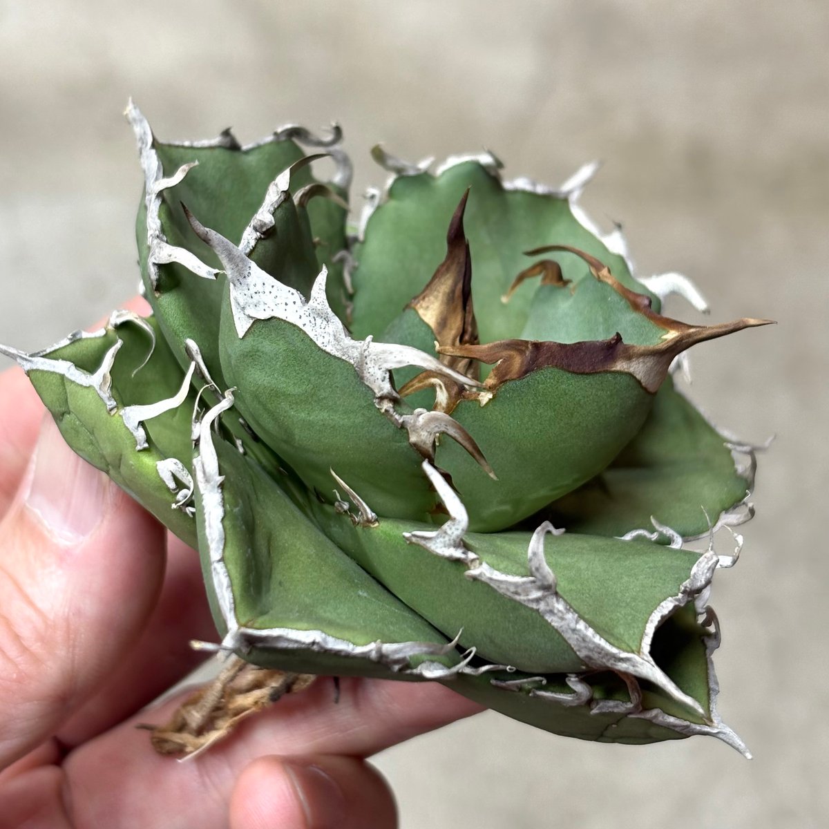 Agave titanota 『 AXE 』 -1 | PLANTISTIC!