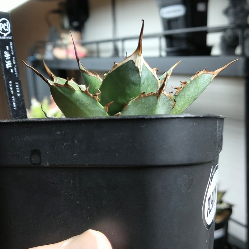 アガベチタノタ赤鬼redghost 親株コレクション株