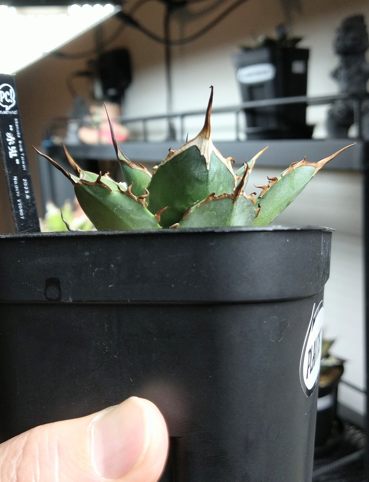 節約 アガベ チタノタ 赤鬼 redghost 親株 コレクション株