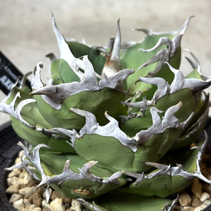 Agave titanota 『 AXE 』 -1 | PLANTISTIC!