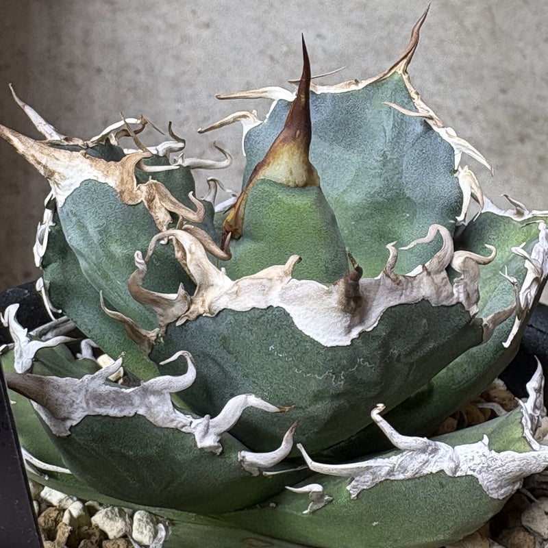 Agave titanota 『Shark soui -S.S.P. -2』 | PLANTI