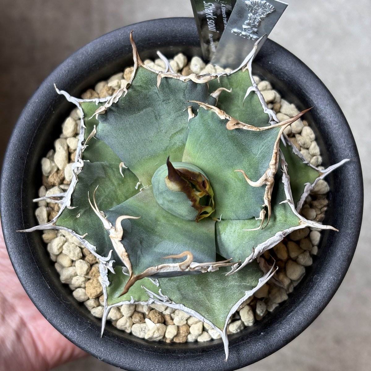 Agave titanota 『Shark soui -S.S.P. -2』 | PLANTI