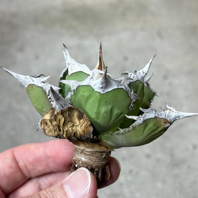 アガベ ホワイトホーク プレステラ90 Agave White Hawk アガベ