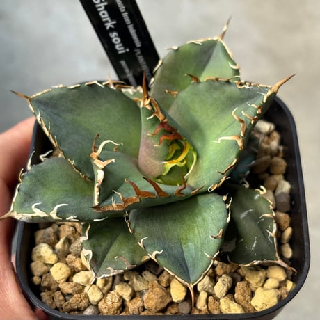 チタノタシャークソウイ | STORES