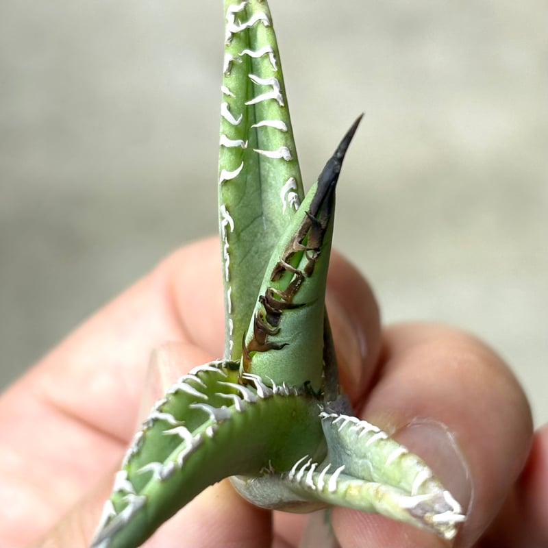 Agave purpusorum 『White Fang』 -2 | PLANTISTIC!