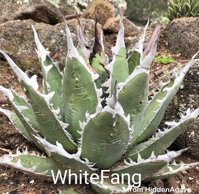 Agave WhiteFang パープソラム ホワイトファング US産 Agave purpusorum 『White Fang』 -3 | PLANTISTIC!