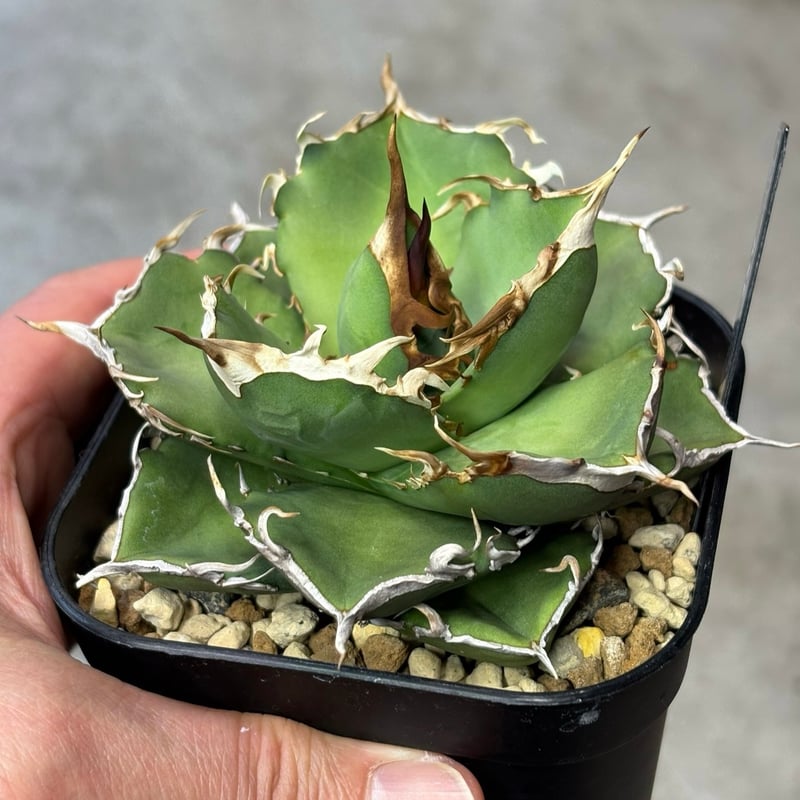 Agave titanota 『 AXE 』 -1 | PLANTISTIC!