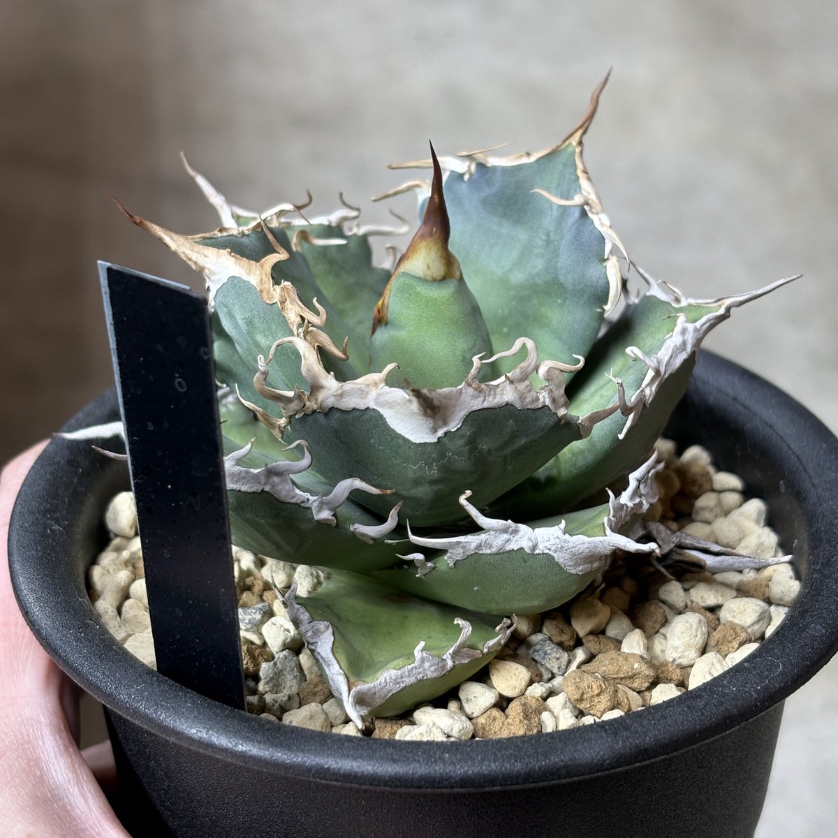 Agave titanota 『Shark soui -S.S.P. -2』 | PLANTI