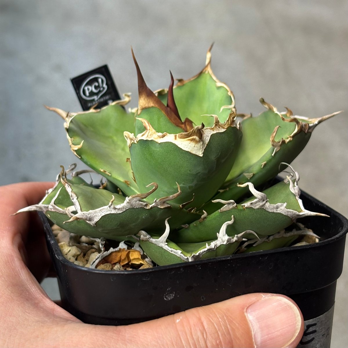 Agave titanota 『 AXE 』 -2 | PLANTISTIC!