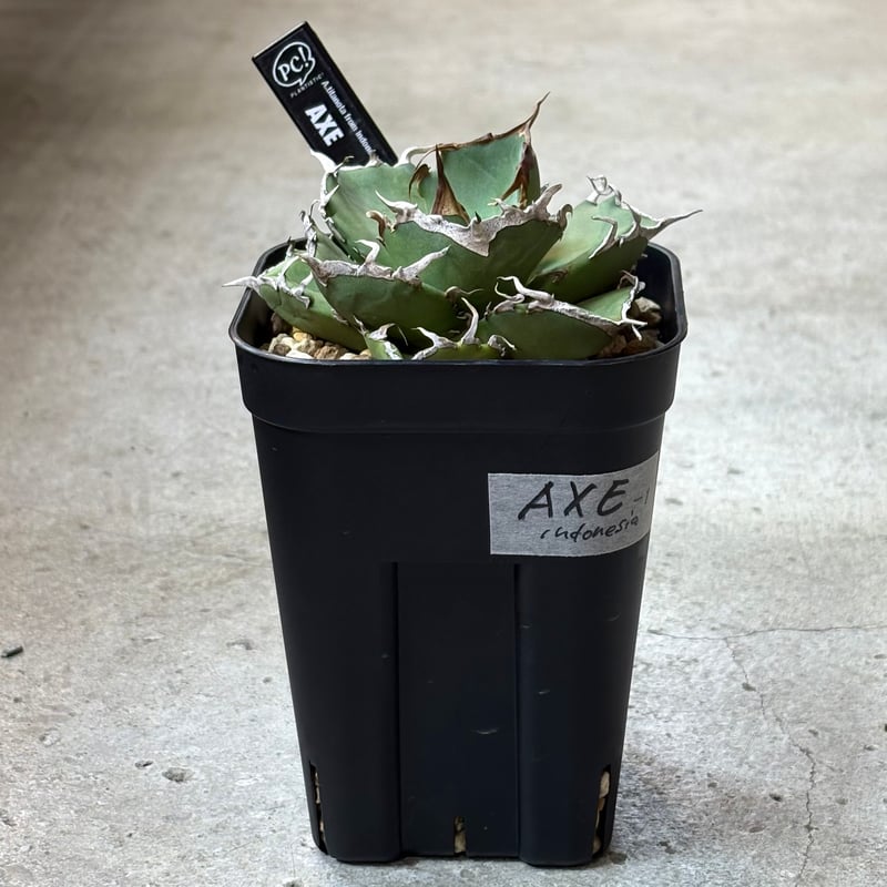 【専用】agave X仔株 アガベ hybrid マクロアカンサ×イシスメンシス/無邊刺八荒殿X甲