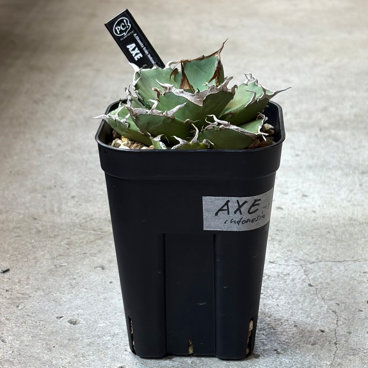 【短葉肉厚】titanota AXE アガベチタノタアックス子株 福園藝の福さんです🙇 Agave titanota