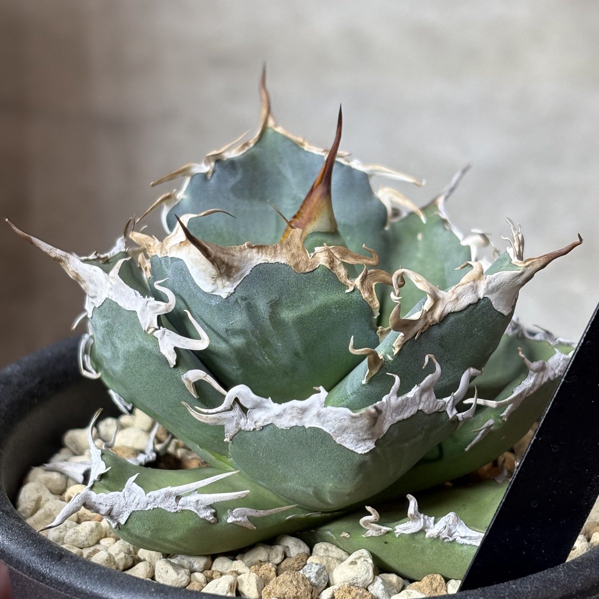 Agave titanota 『Shark soui -S.S.P. -2』 | PLANTI