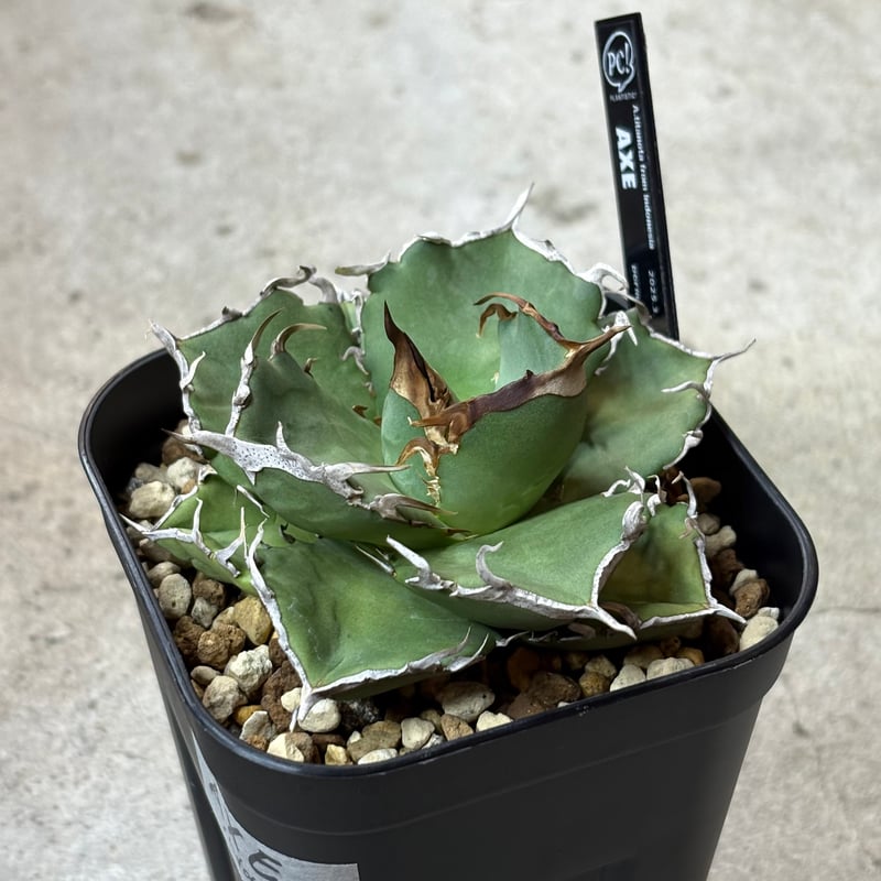 【短葉肉厚】titanota AXE アガベチタノタアックス子株 Agave titanota 『 AXE 』 -1 | PLANTISTIC!