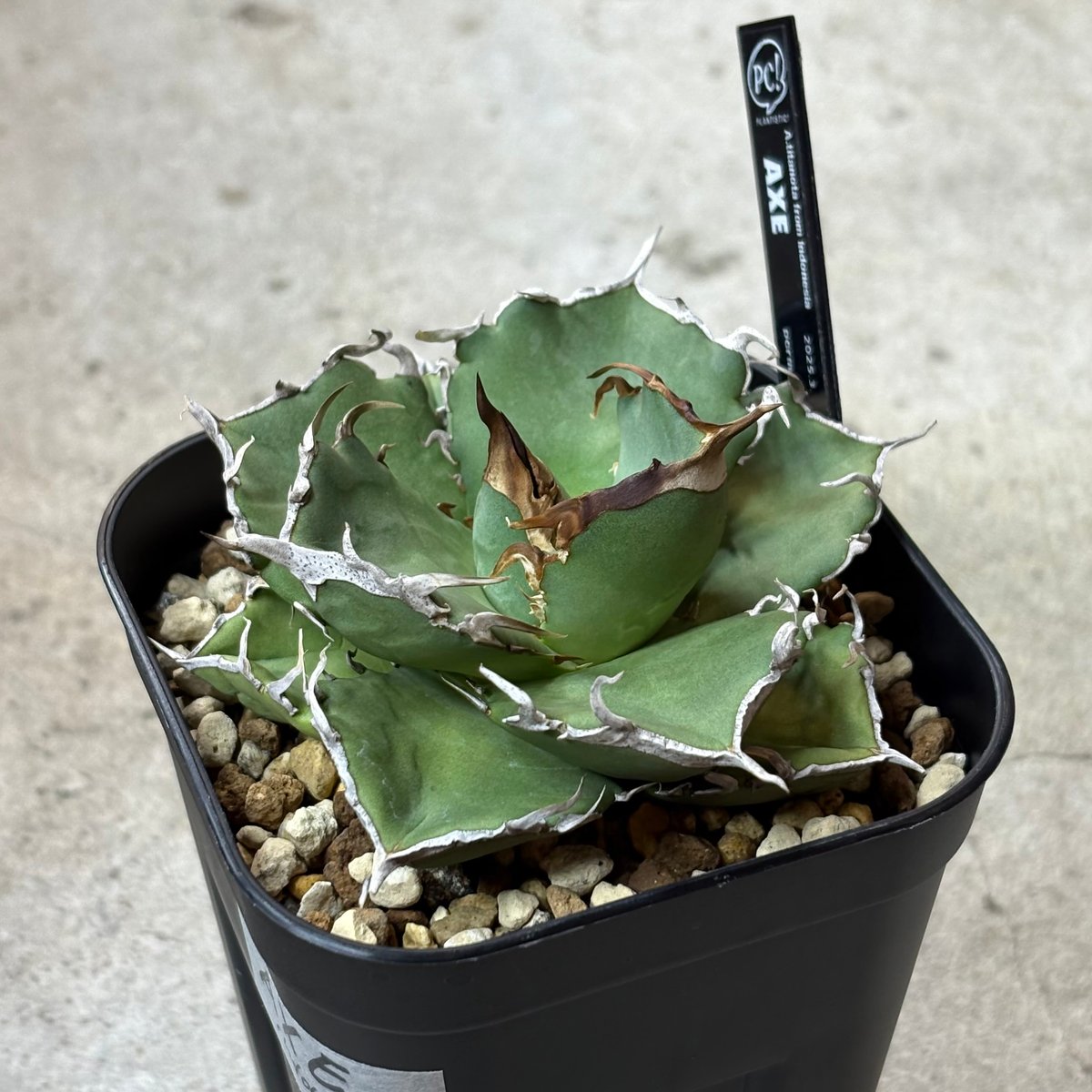 【最終一株】titanota AXE アガベチタノタアックス子株 短葉肉厚 短葉肉厚】titanota AXE アガベチタノタアックス子株