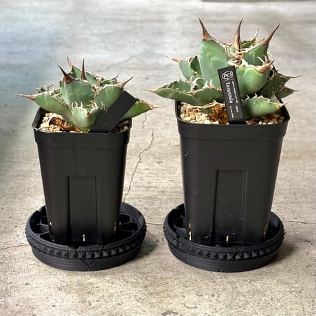 UKEZARA ROUND STUDS (Crack) L
