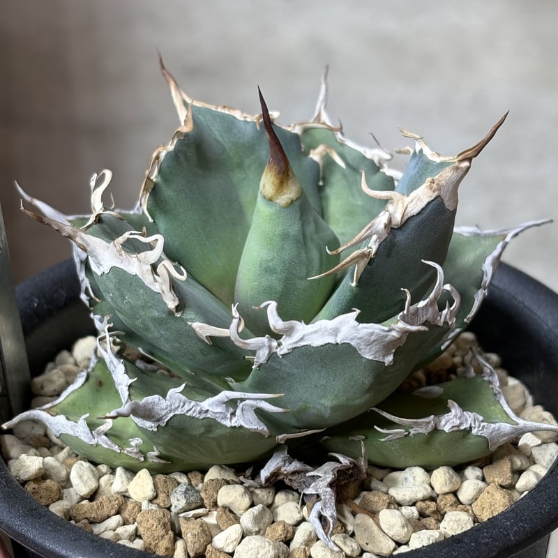 Agave titanota 『Shark soui -S.S.P. -2』 | PLANTI