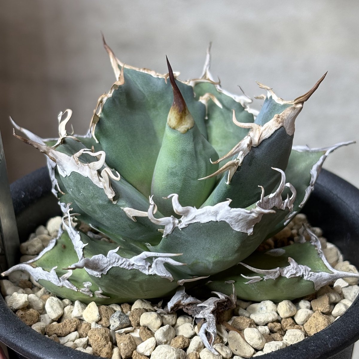 Agave titanota 『Shark soui -S.S.P. -2』 | PLANTI