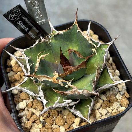 チタノタシャークソウイ | STORES