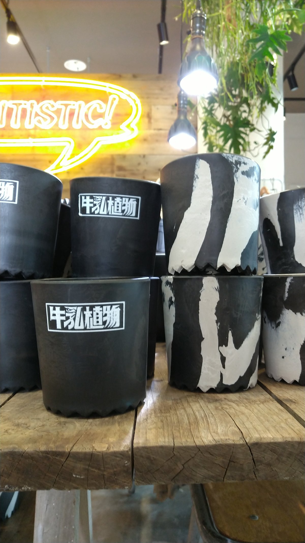 牛乳植物milkpot CUP10 | PLANTISTIC!