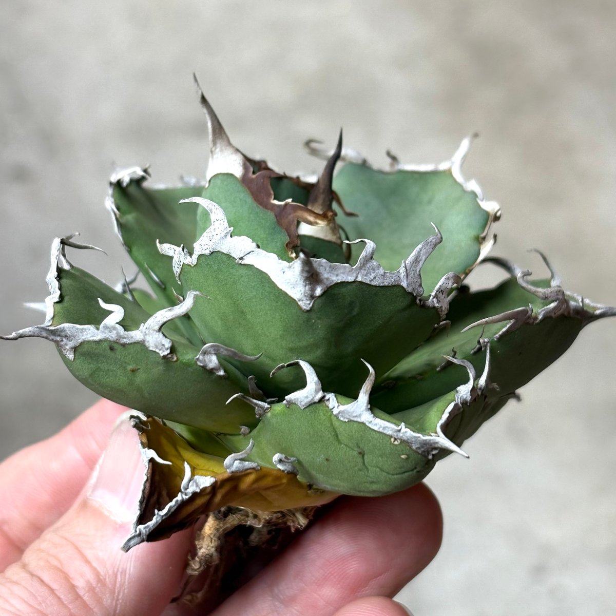 Agave titanota 『 AXE 』 -2 | PLANTISTIC!