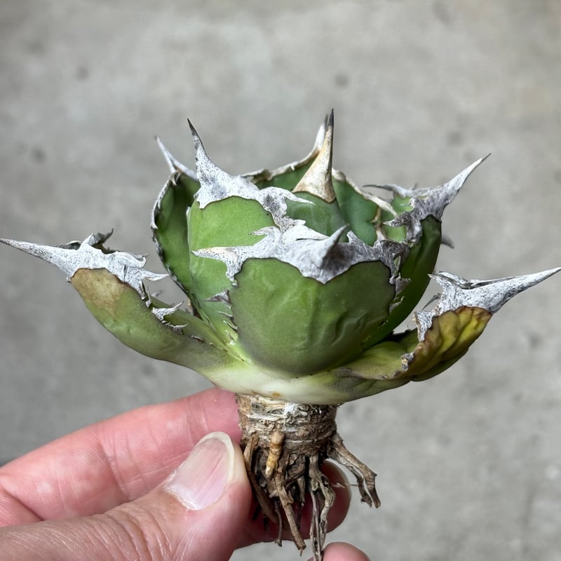 Agave titanota 『 White Hawk 』 -1 | PLANTISTIC!