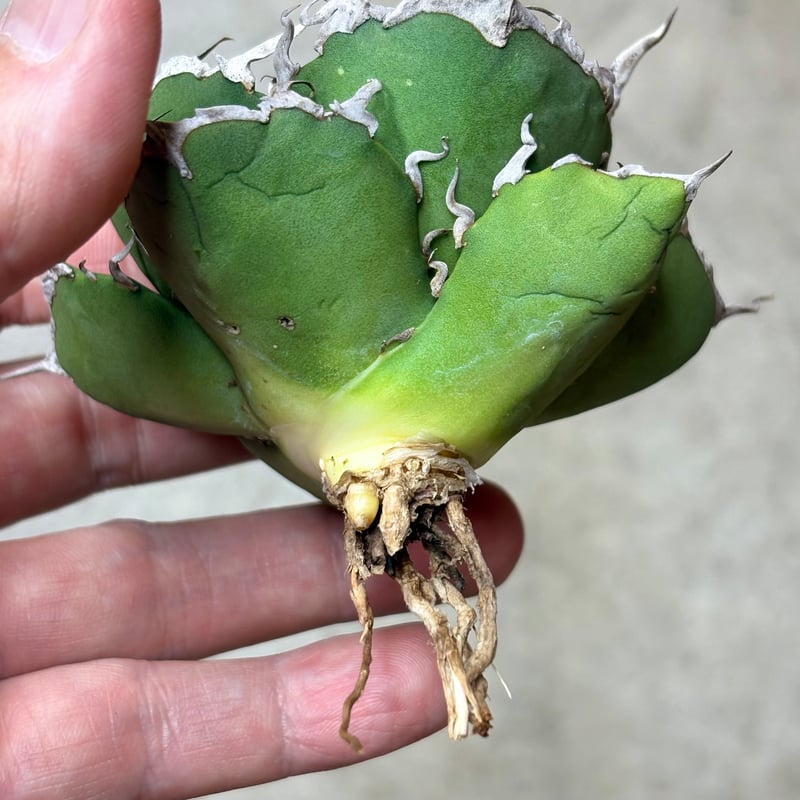 【短葉肉厚】titanota AXE アガベチタノタアックス子株 福園藝の福さんです🙇 Agave titanota
