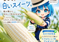 夏を抱きしめるBOX 10本入り（約4kg） (ピュアホワイト、おおもの、ドルチェドリーム、白い妖精)