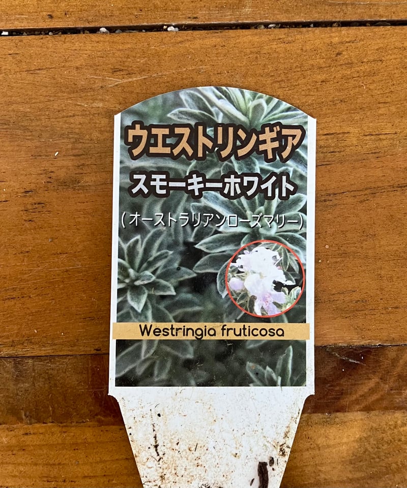 ウエストリンギア スモーキーホワイト | Luca's Garden ウエストリンギア スモーキーホワイト | Luca's Garden