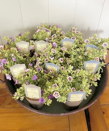 Luca's Garden