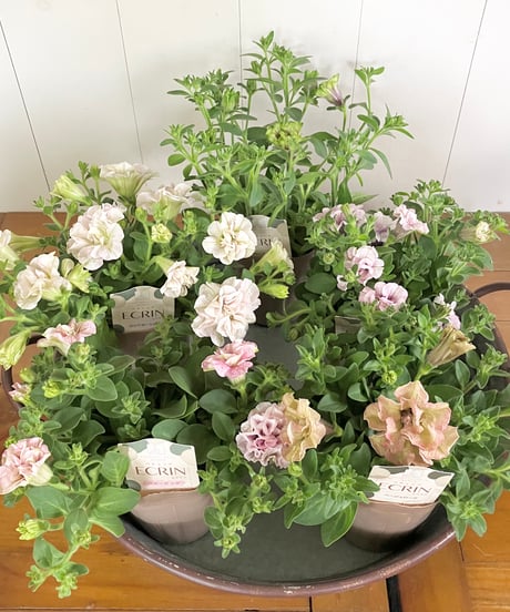 Luca's Garden