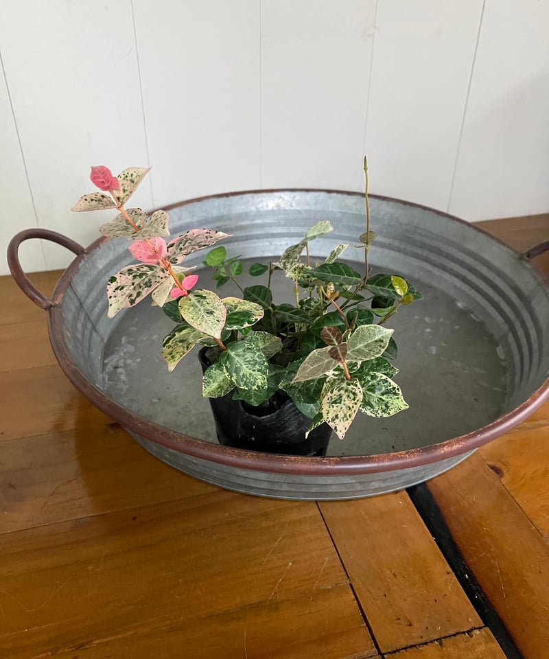 ハツユキカズラ | Luca's Garden