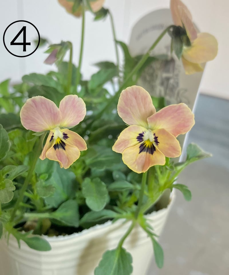 ☆レア☆秋田緑化農園オリジナル育種ビオラ 多摩の星空 | Luca's Garden