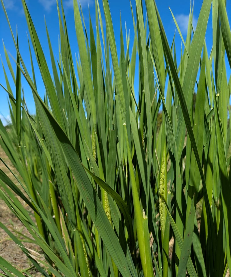 ハッピーヒル種籾（うるち米）（陸稲種籾）100ml（約70g）(2200粒位