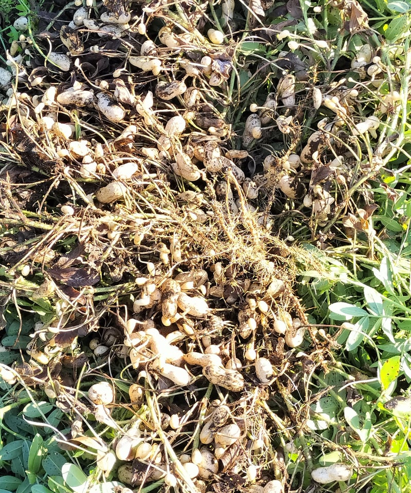 千葉県産 落花生おおまさり むき実種（家庭菜園向け） | 河村のうえん