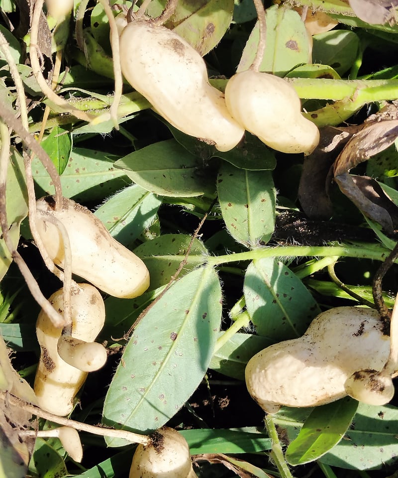 KAZU　おまとめ　千葉県産 おおまさり 手むき 乾燥生落花生 KAZU様専用 おまとめ 千葉県産 おおまさり 手むき 乾燥生落花生