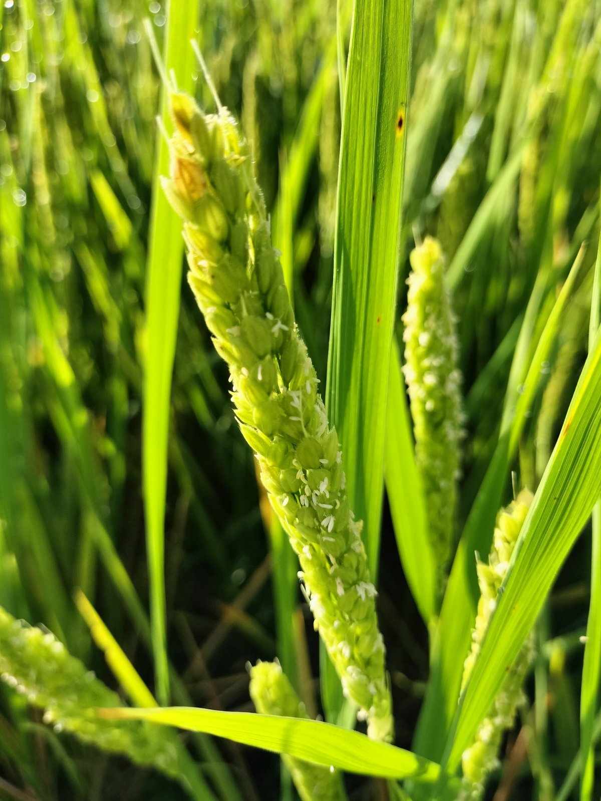 alien516／種籾　ハッピーヒル　1200g 自然栽培米 alien516／種籾 ハッピーヒル 1200g 自然栽培米 alien516／種籾