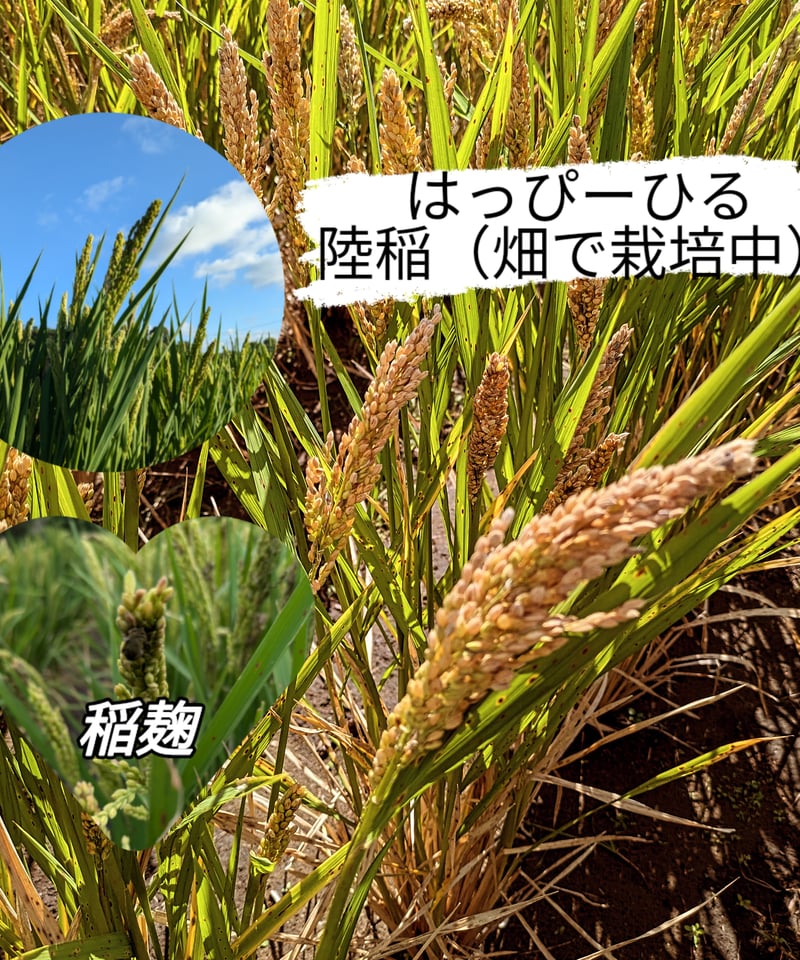 令和7年産【ハッピーヒル】【籾保管で鮮度保持】陸稲・自然栽培（お米
