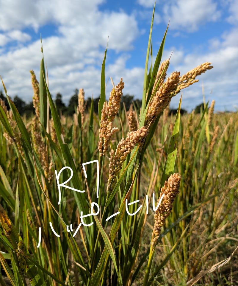 完売御礼】ハッピーヒル種籾（うるち米）（陸稲種籾）【送料含む