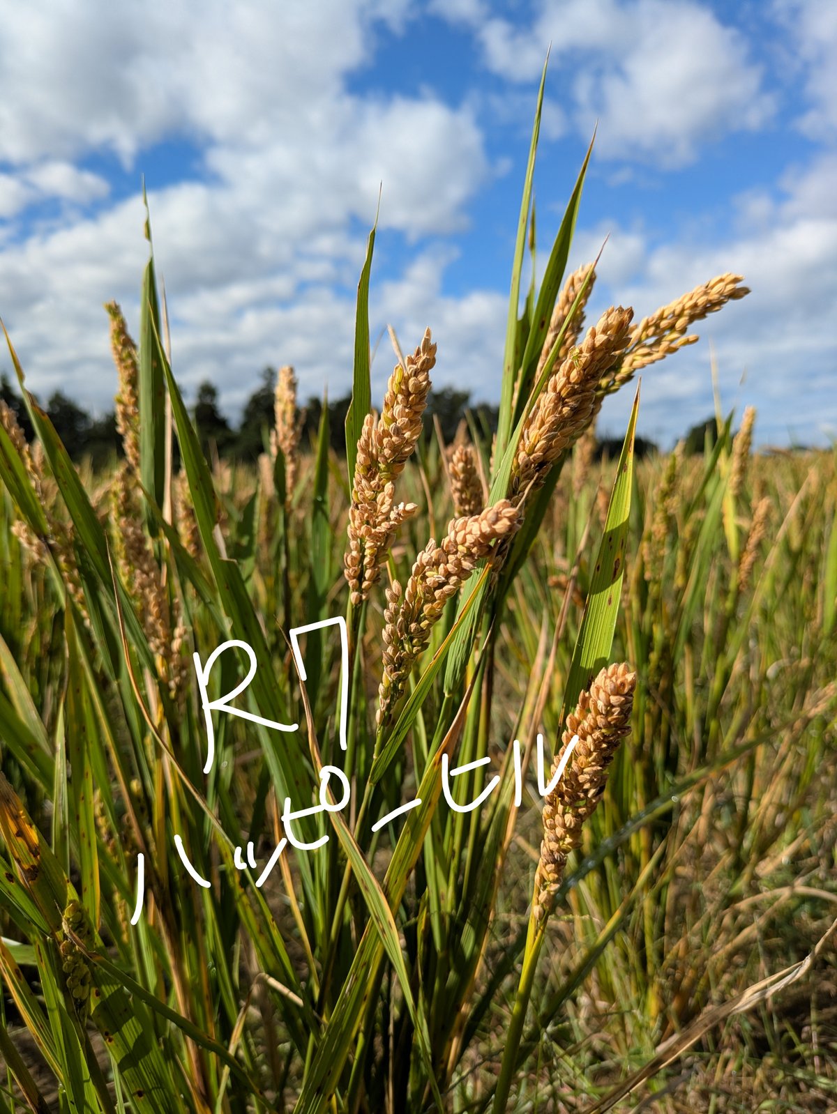 ハッピーヒル種籾（うるち米）（陸稲種籾）100ml（約70g）(2200粒位