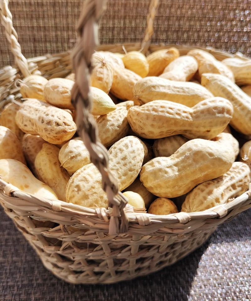 千葉県産 落花生おおまさり むき実種（家庭菜園向け） | 河村のうえん