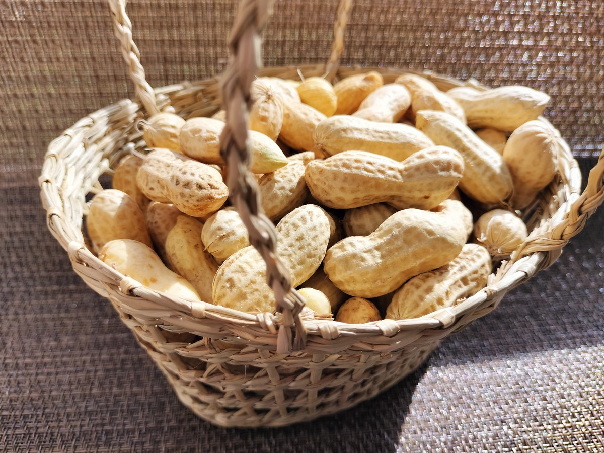 千葉県産 落花生おおまさり むき実種（家庭菜園向け） | 河村のうえん